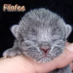 Filofee 3 Tage
