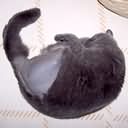 Nackte Muschi